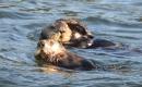 A Couple of Sea Otters Playing Near the Boat: Winter Harbour, West Coast Vancouver Island, British Columbia July 2016